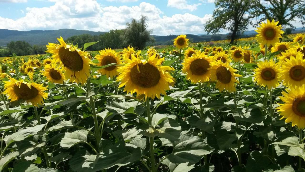L'Incanto Montalcino Zewnętrze zdjęcie